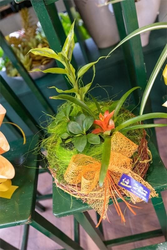 ¿Cómo saber qué plantas y flores acompañarán mejor su hogar en la próxima estación?