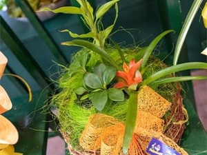 ¿Cómo saber qué plantas y flores acompañarán mejor su hogar en la próxima estación?