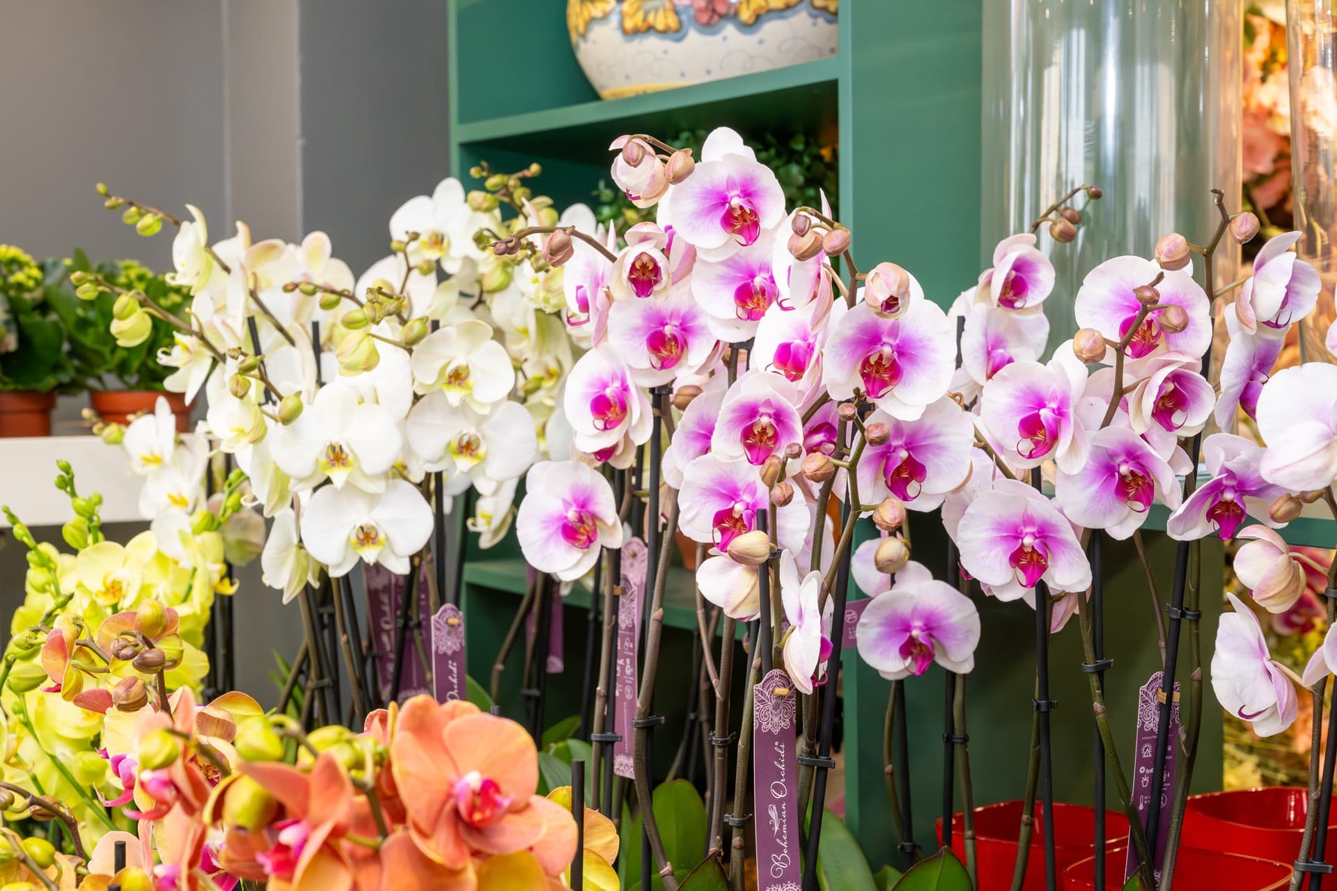 Comprar orquídeas en Ferrol